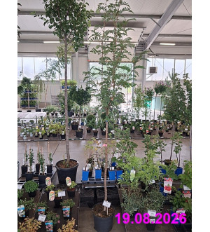 Sorbus 'Pink Veil' C 10 L